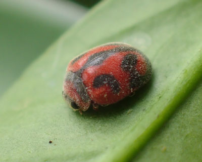 �x�_���A�e���g�E