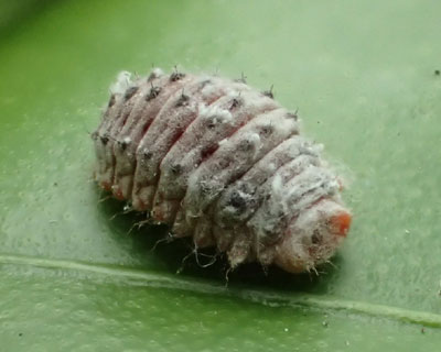 �x�_���A�e���g�E�̎q