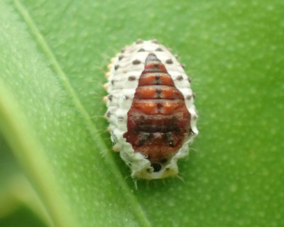 �x�_���A�e���g�E�