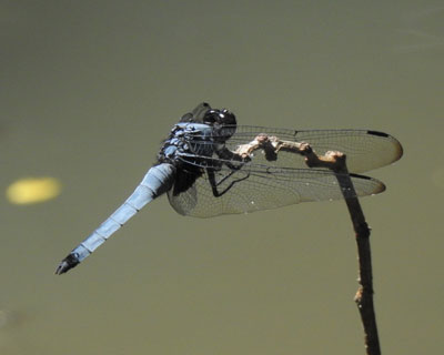 �I�I�V�I�J���g���{