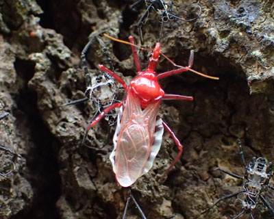 ���R�d�i�T�V�K��