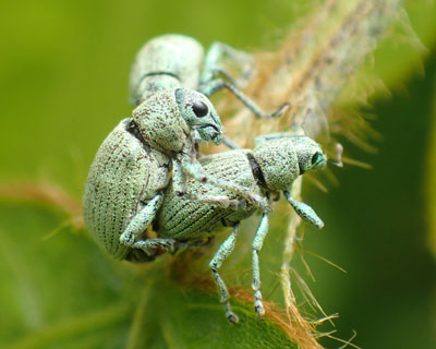 �O�p�֌W�̃R�t�L�]�E���V