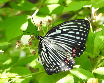 �A�J�{�V�S�}�_��