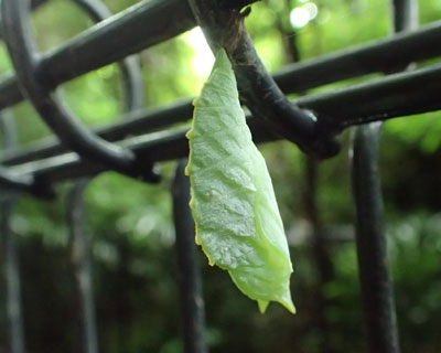 ���Ԃ�A�J�{�V�