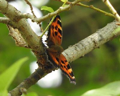 �q�I�h�V�`���E