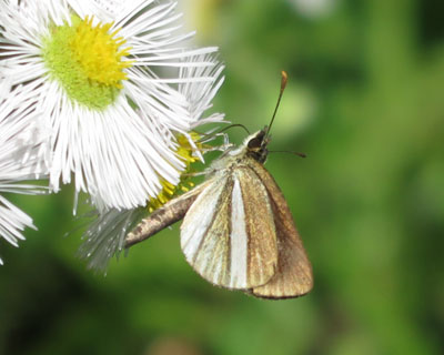 �t�̃M���C�`�����W�Z�Z��