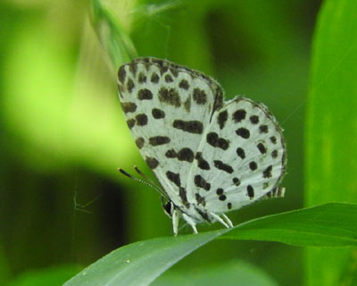 �S�C�V�V�W�~�ܐ旧��