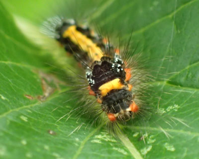 �S�}�t���h�N�K