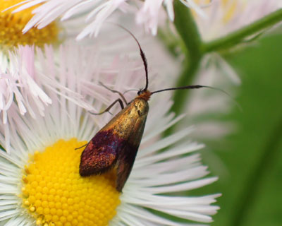 �N���n�l�V���q�Q�i�K