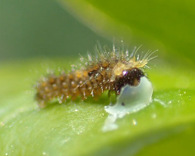 �A�Q�n�̃C�������a��