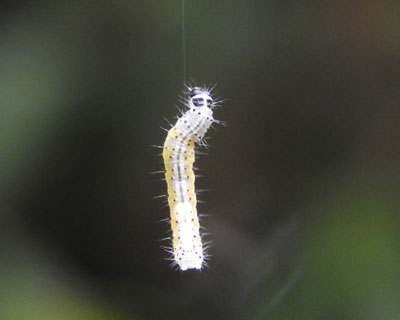 ����΂�C��