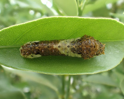 ���Ȃ���