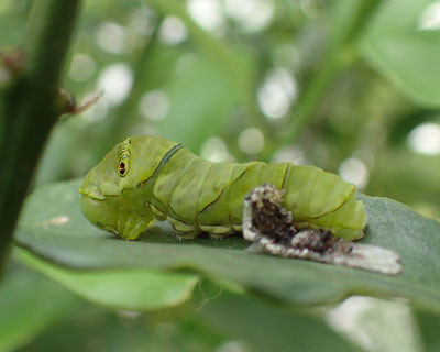 �E���܂���