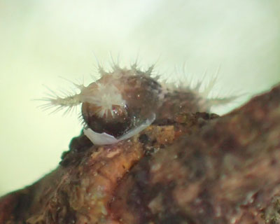 ���n�A�Q�n�̎q���a��