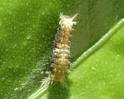 �g�Q�g�Q�����