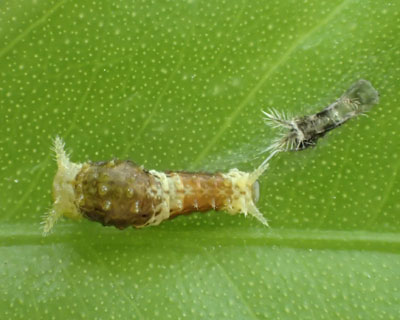 �E���ƃg�Q������