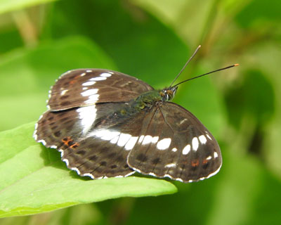 �C�`�����W�`���E