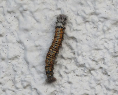 �}�c�J���n