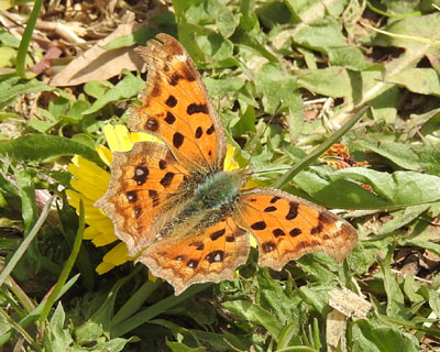 �t�̃L�^�e�n