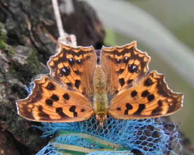 �ẴL�^�e�n