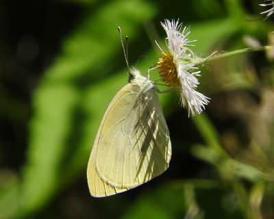 ���΂݃����V���`���E