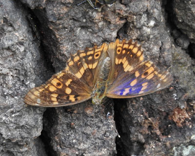 �R�����T�L