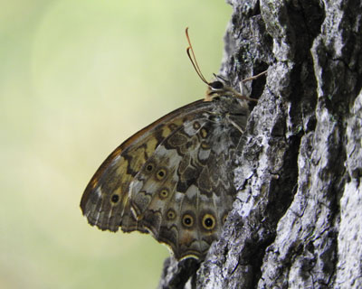 �T�g�L�}�_���q�J�Q