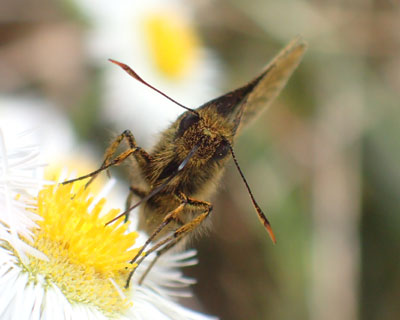 �R�`���o�l�Z�Z��