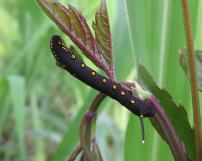 �Z�X�W�X�Y��