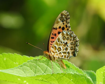 �c�}�O���q���E����