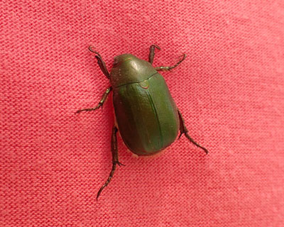 �s�V���c�ɃA�I�h�E�K�l