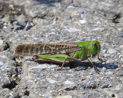 �g�m�T�}�o�b�^