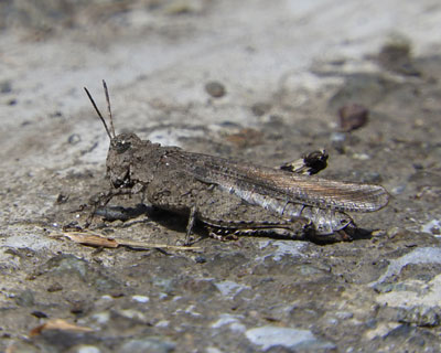 �悭�����Ȃ��C�{�o�b�^