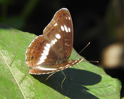 �C�`�����W�`���E