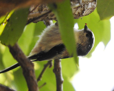 �G�i�K���߂��Ă���