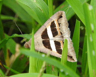 �i�J�O���N�`�o