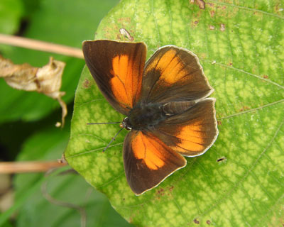 �E���M���V�W�~