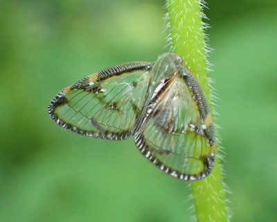 �X�P�o�n�S����