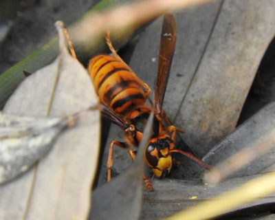 �L�C���X�Y���o�`