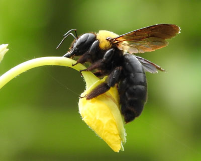 ������ƃN�}�o�`