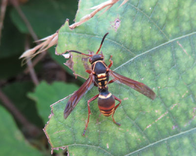 �R�A�V�i�K�o�`���ȁH