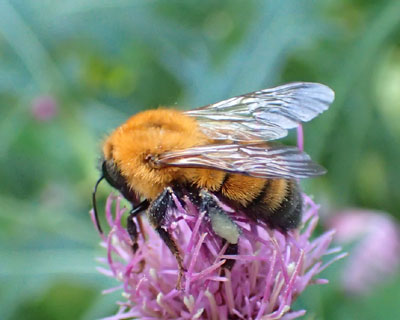 �ӂ��ӂ��g���}���n�i�o�`