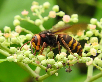 �����X�Y���o�`