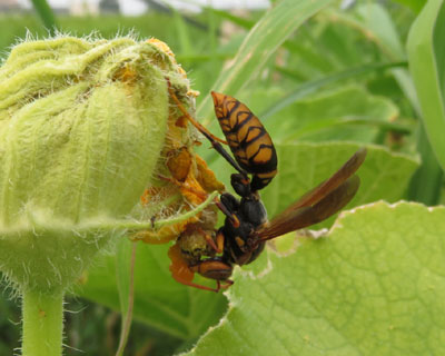 ���Ԃ�Z�O���A�V�i�K�o�`