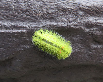 �肷��Ƀq���w���A�I�C���K