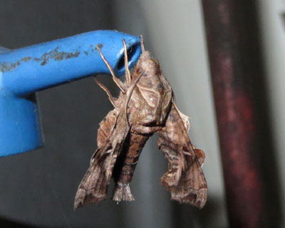 �z�V�q���z�E�W���N