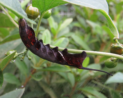 �z�V�q���z�E�W���N�c��