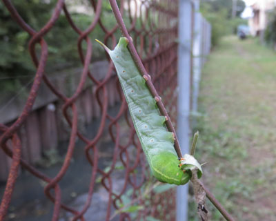 �z�V�z�E�W���N�c��