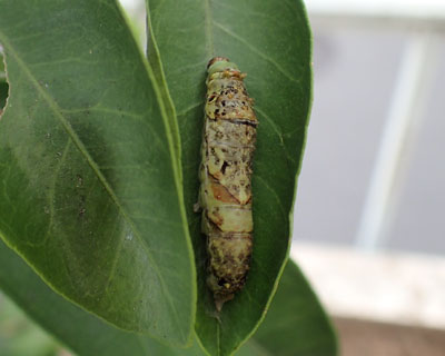 �E�������ȃC�������