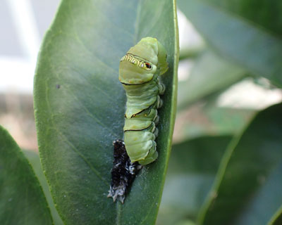 �܂��E�����C�������